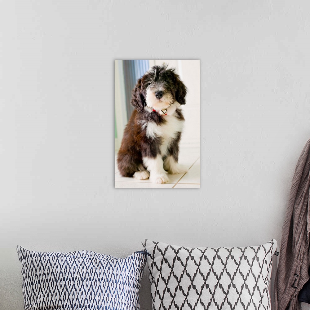 A bohemian room featuring Bearded Collie Puppy