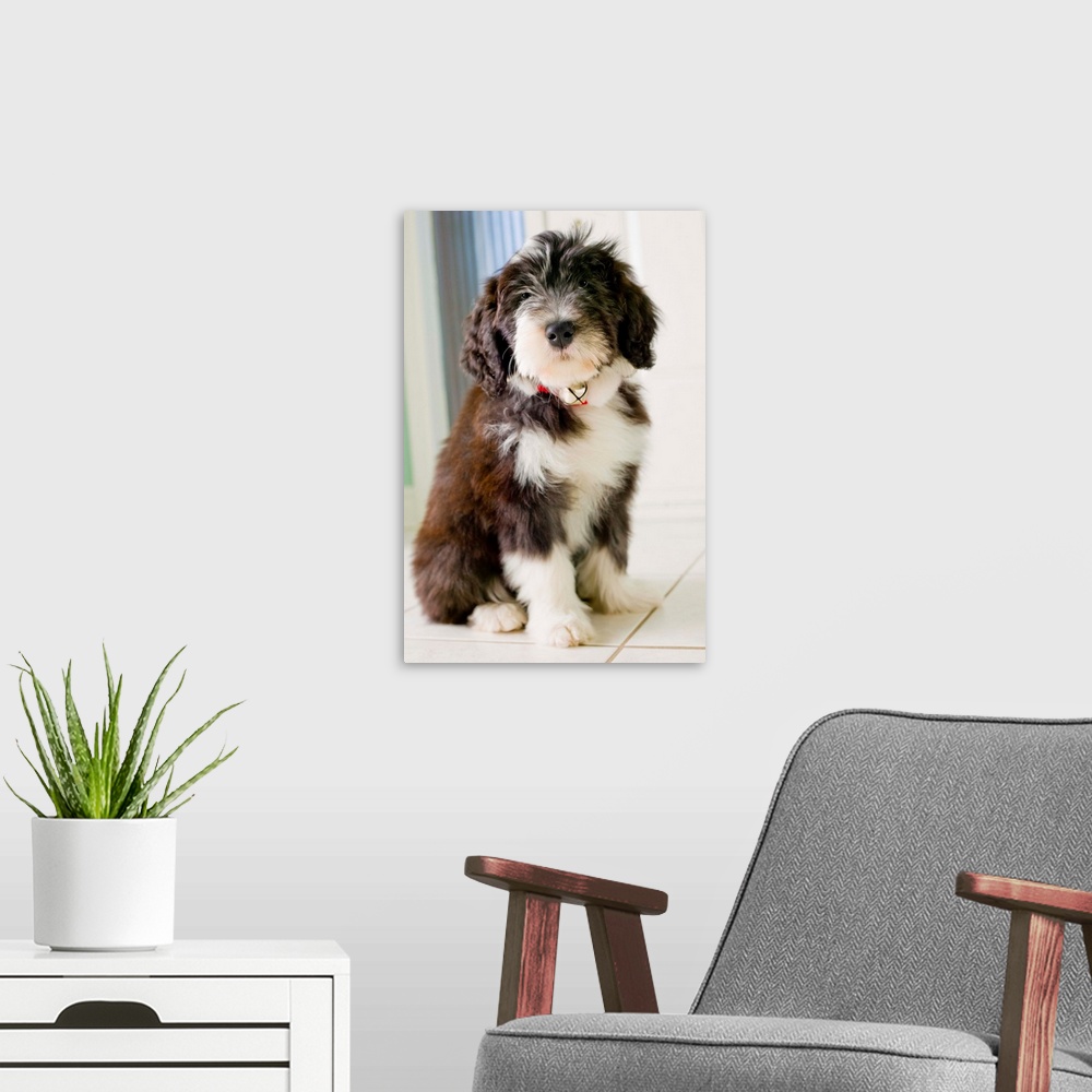 A modern room featuring Bearded Collie Puppy