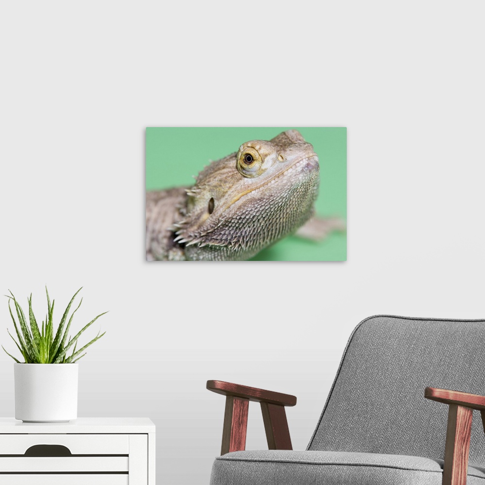 A modern room featuring Bearded dragon