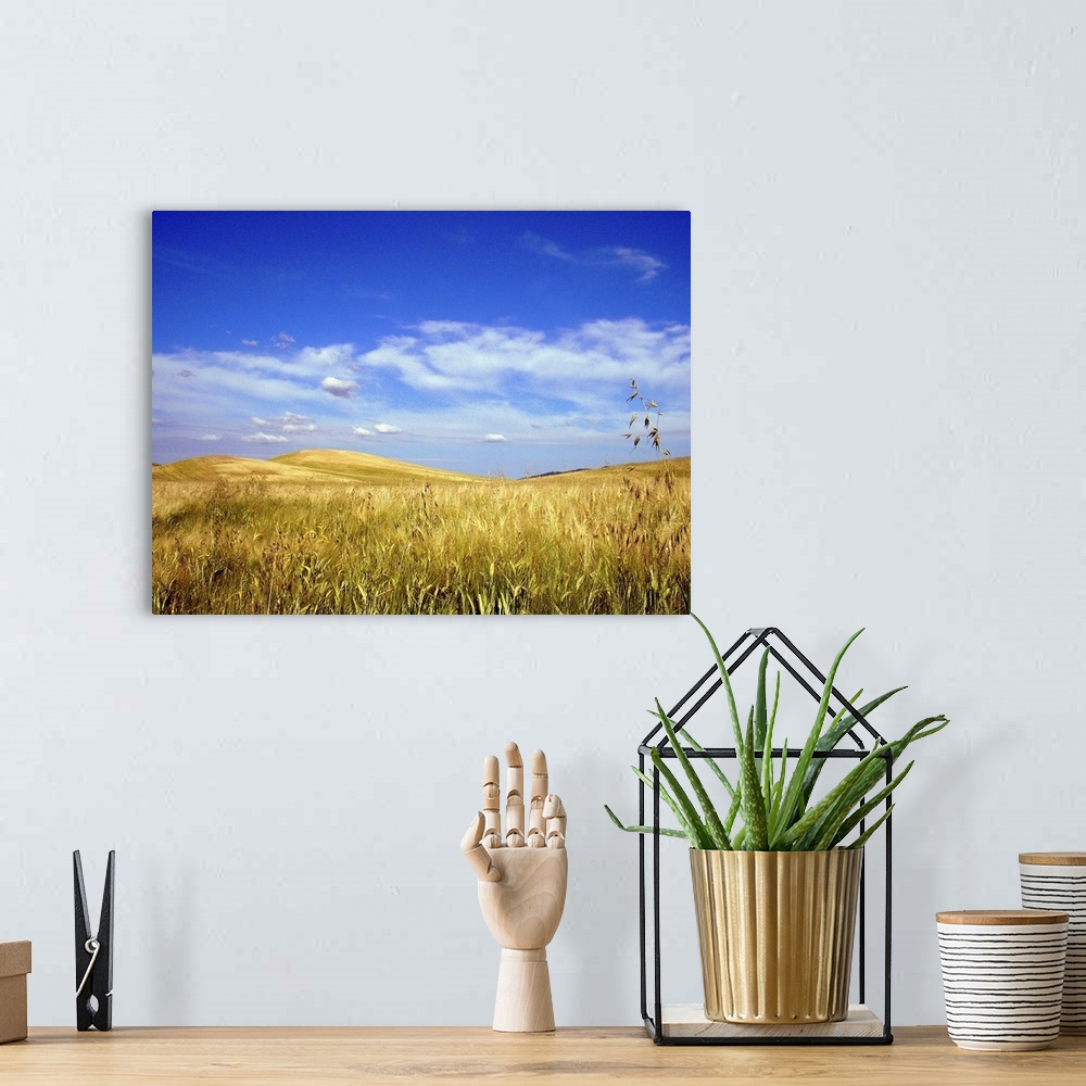 A bohemian room featuring Palouse wheat and grass fields with blue sky and clouds.