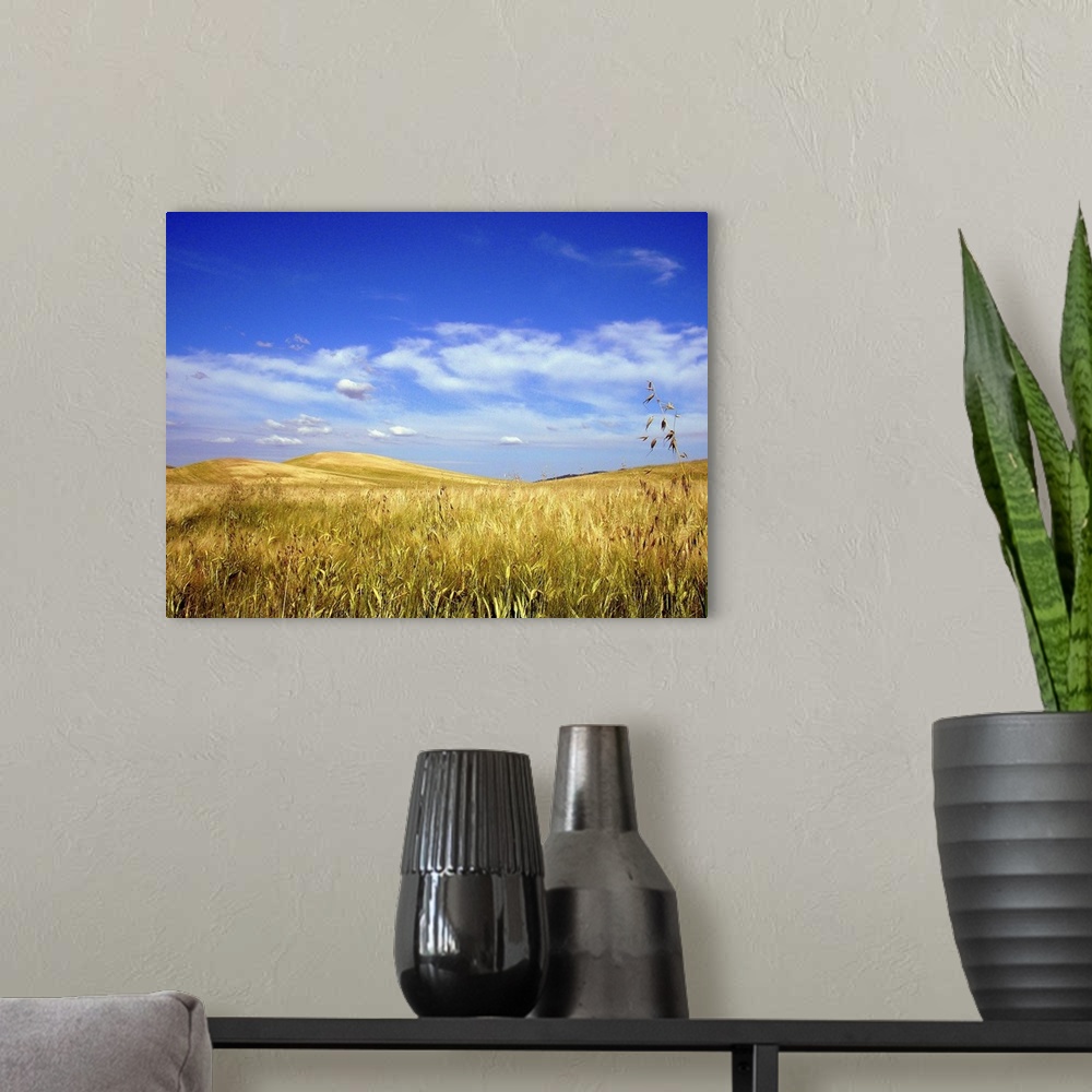 A modern room featuring Palouse wheat and grass fields with blue sky and clouds.