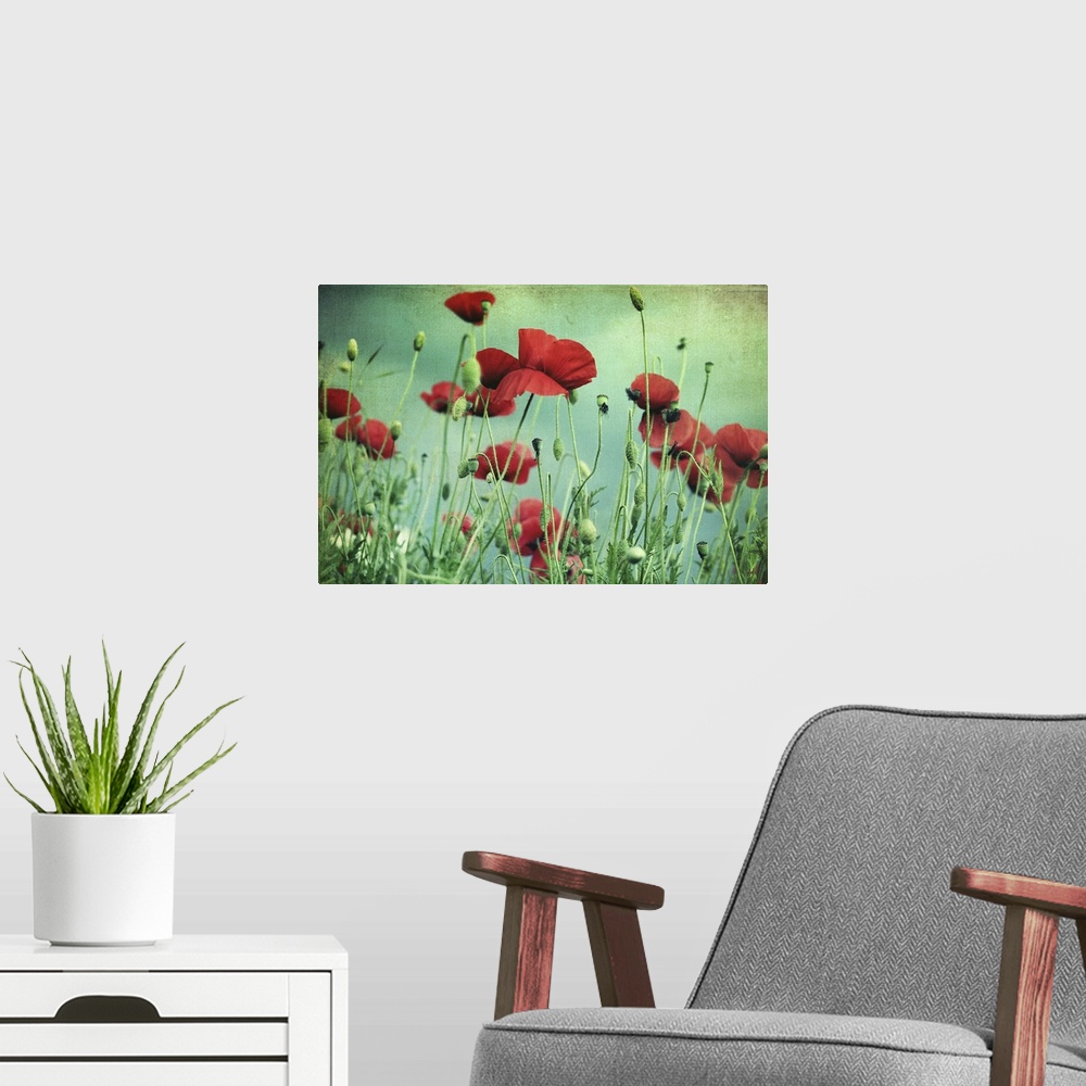 A modern room featuring Beautiful red poppies with green-blue textured background.