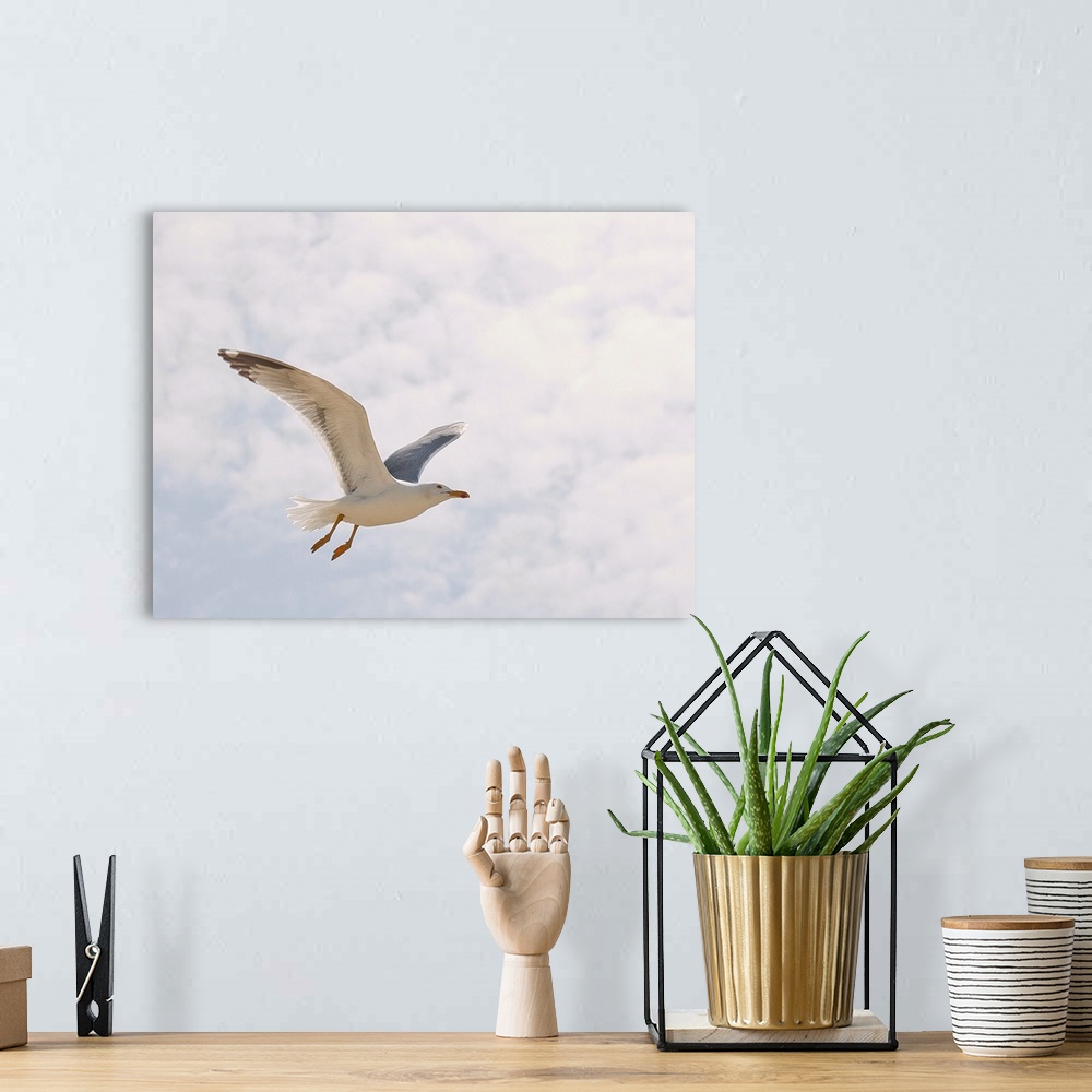 A bohemian room featuring Beautiful seagull fliying in sky.