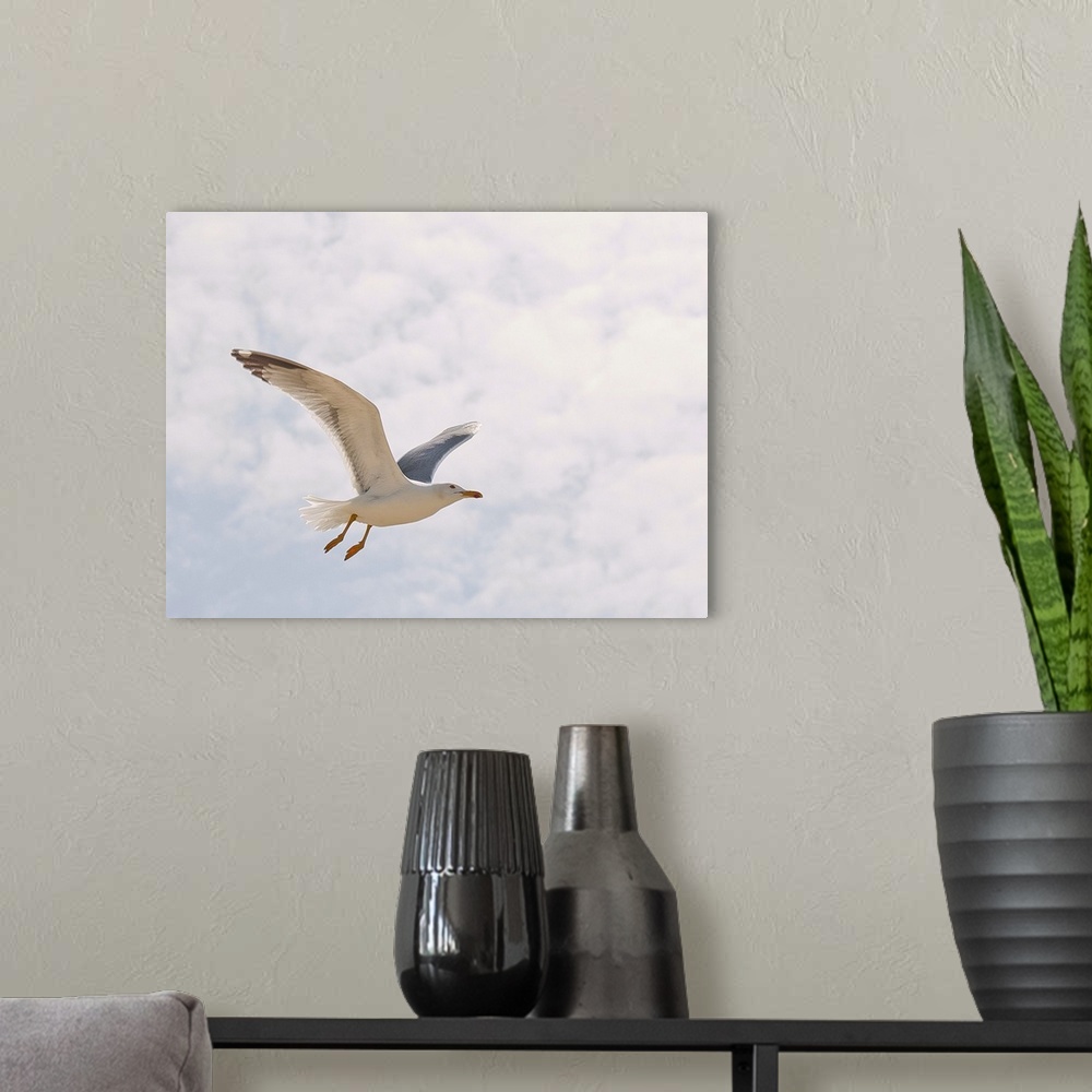 A modern room featuring Beautiful seagull fliying in sky.