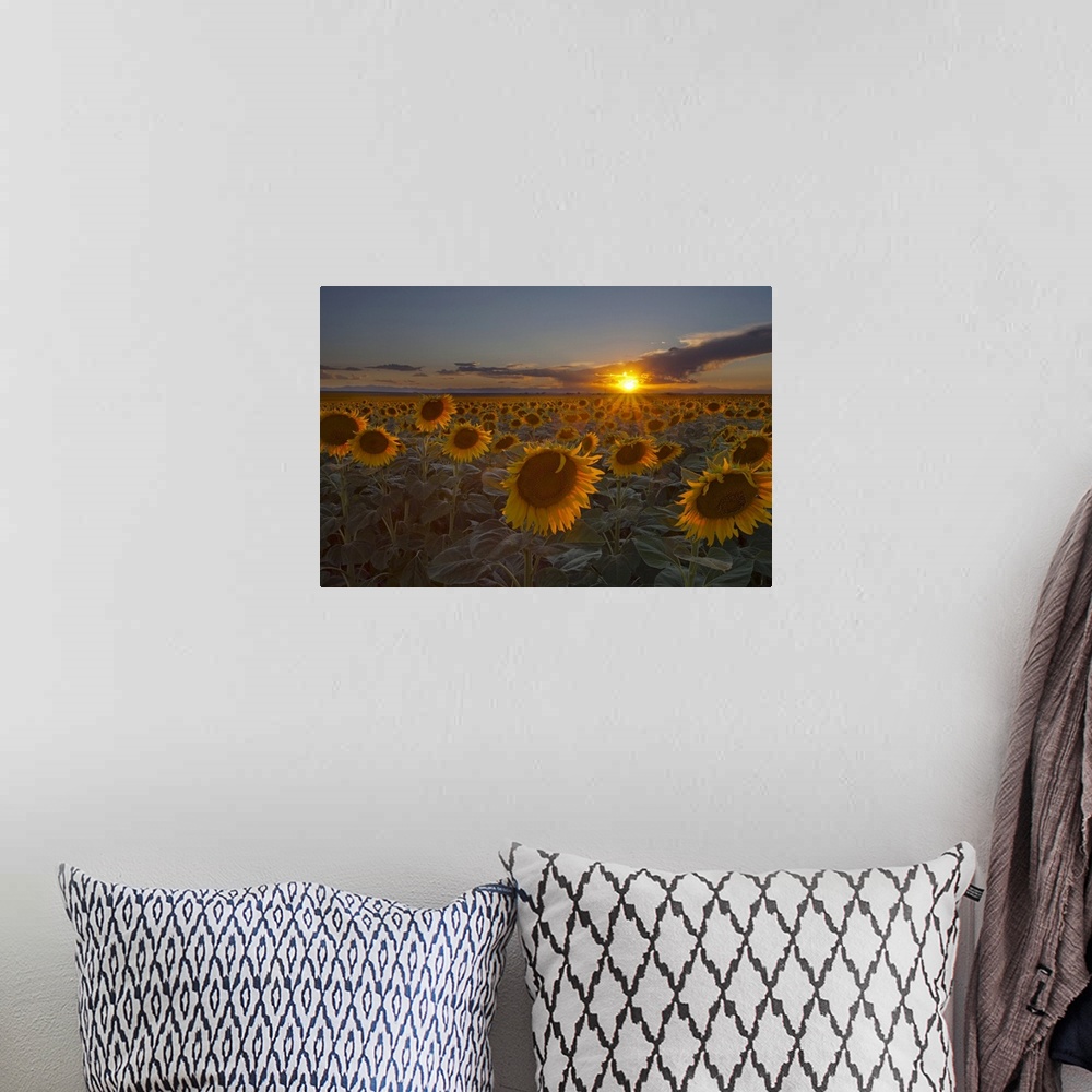 A bohemian room featuring Horizontal photograph of a vast sunflower field, the sun setting on the horizon, in Colorado.