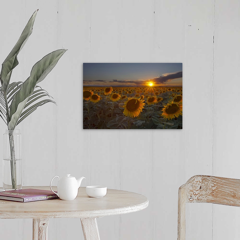 A farmhouse room featuring Horizontal photograph of a vast sunflower field, the sun setting on the horizon, in Colorado.