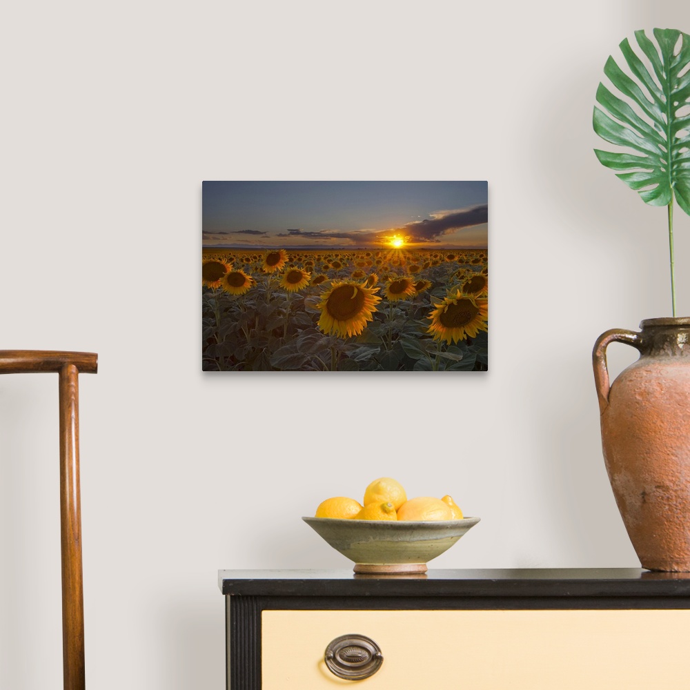 A traditional room featuring Horizontal photograph of a vast sunflower field, the sun setting on the horizon, in Colorado.