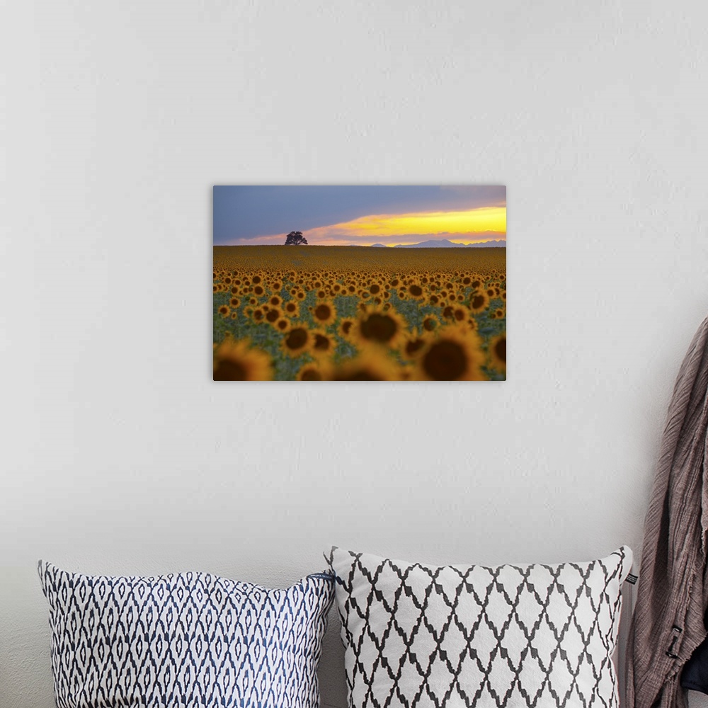 A bohemian room featuring Beautiful sunflower field in Colorado at sunset.