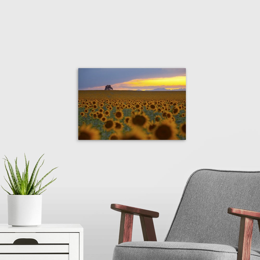 A modern room featuring Beautiful sunflower field in Colorado at sunset.