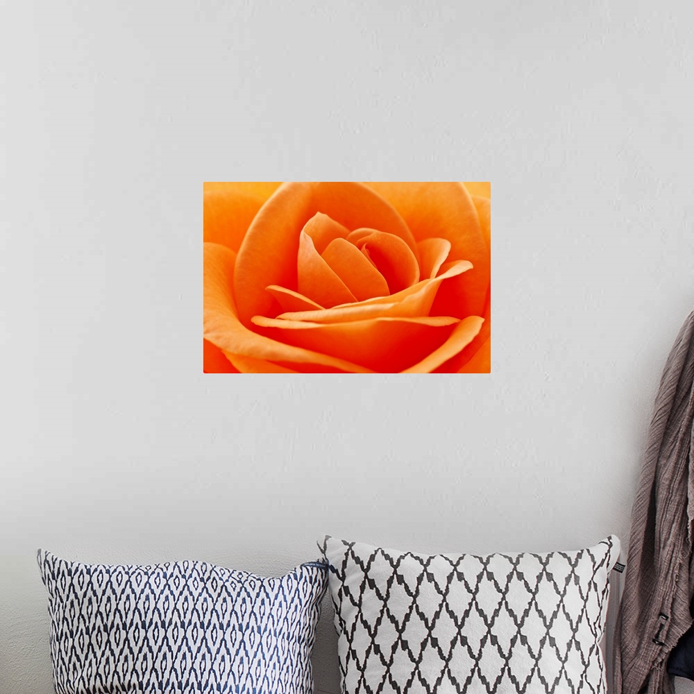 A bohemian room featuring Macro photo of a bright colored rose and it's petals layering next to each other.
