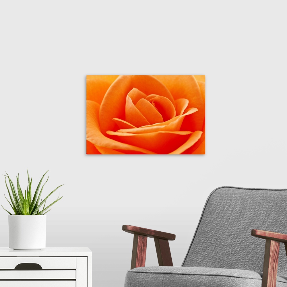 A modern room featuring Macro photo of a bright colored rose and it's petals layering next to each other.