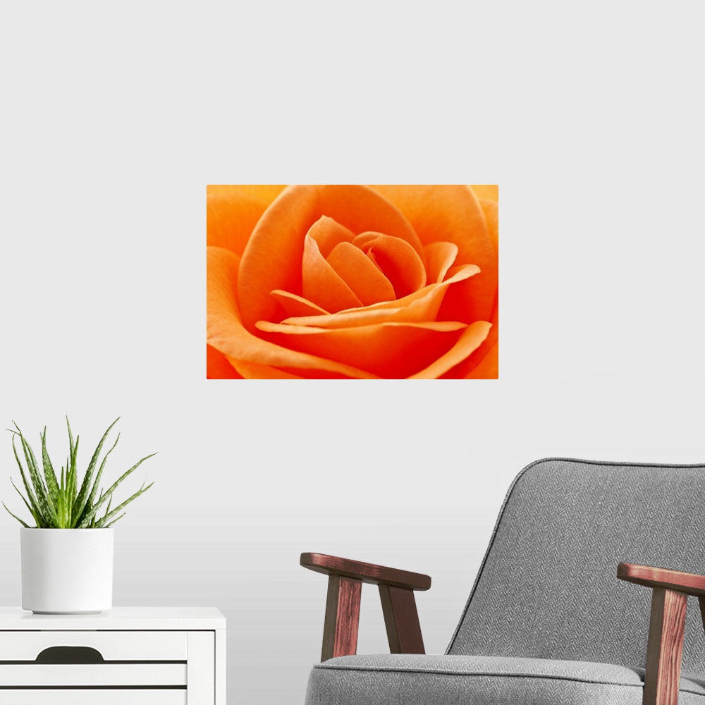 A modern room featuring Macro photo of a bright colored rose and it's petals layering next to each other.