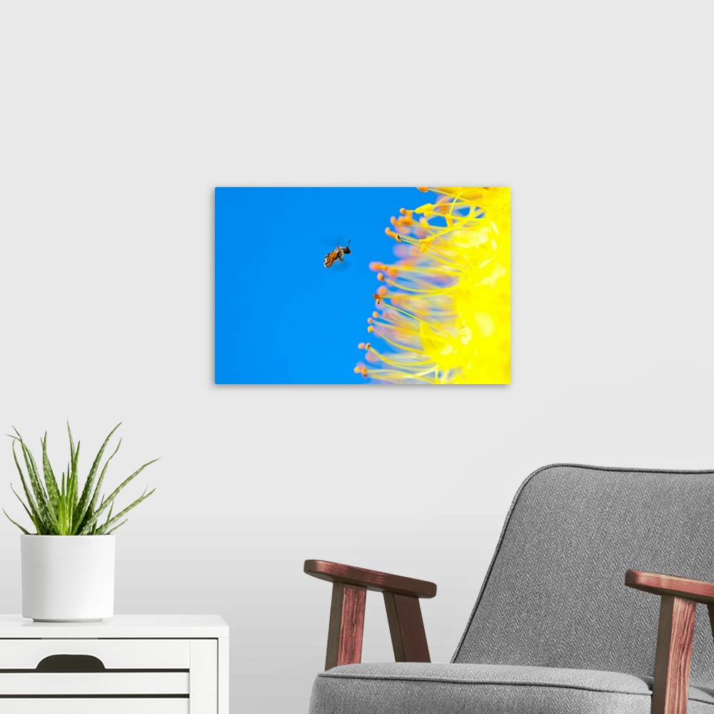 A modern room featuring Bee Flying to Foxtail Lily Flower