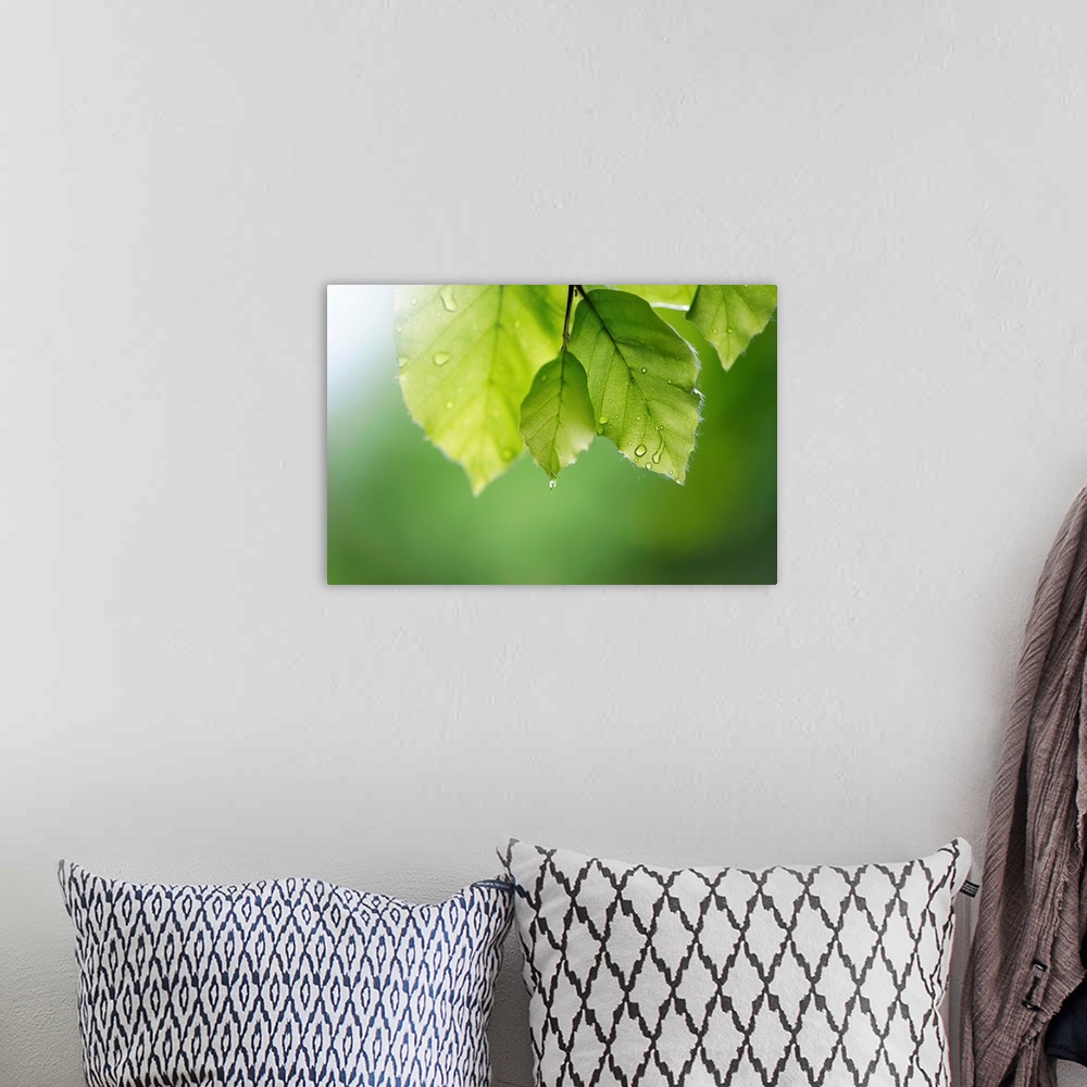 A bohemian room featuring Big artwork of leaves close up that have water droplets hanging on them. The background is blurre...
