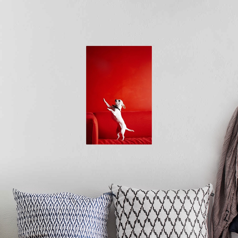 A bohemian room featuring Begging Chihuahua standing on red sofa
