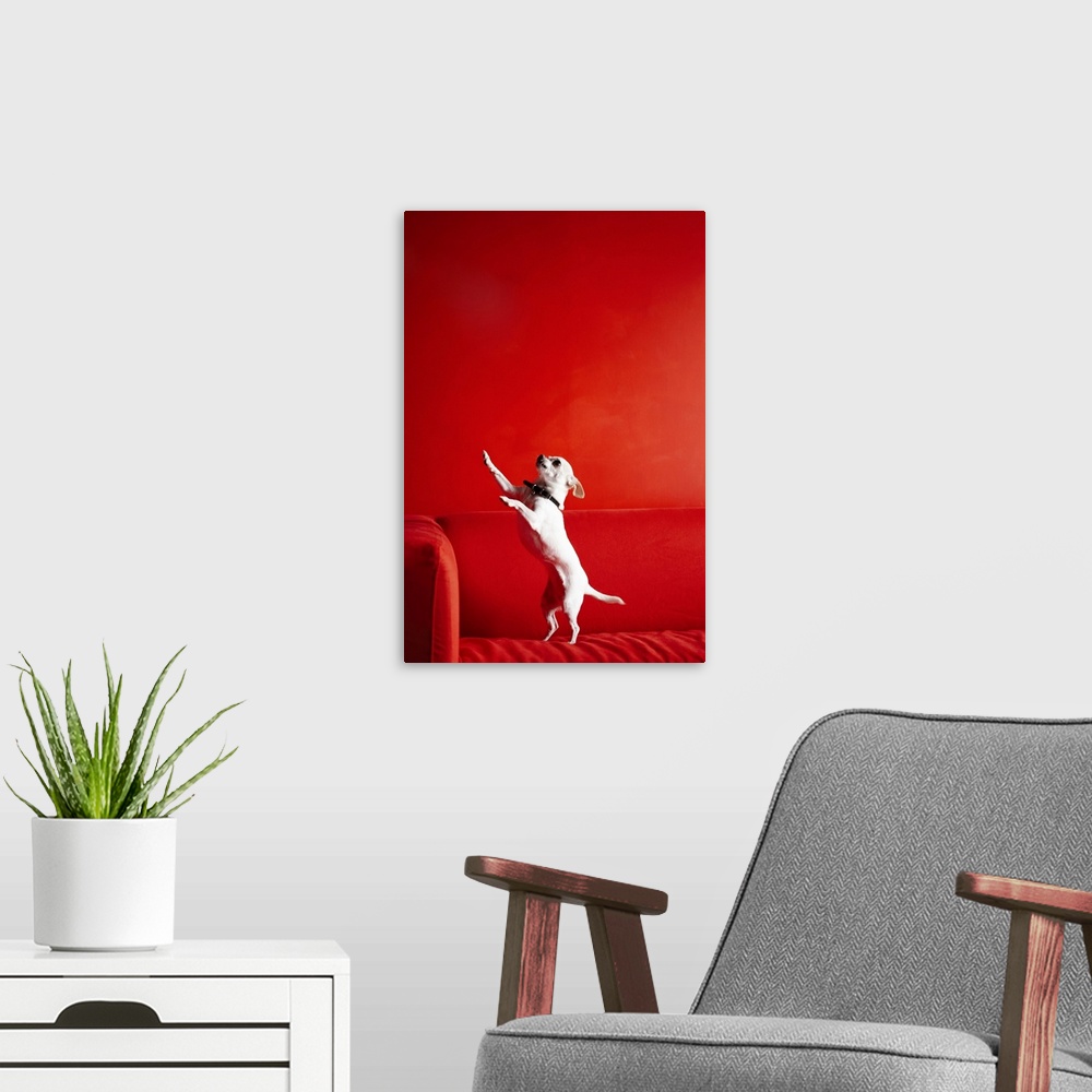 A modern room featuring Begging Chihuahua standing on red sofa