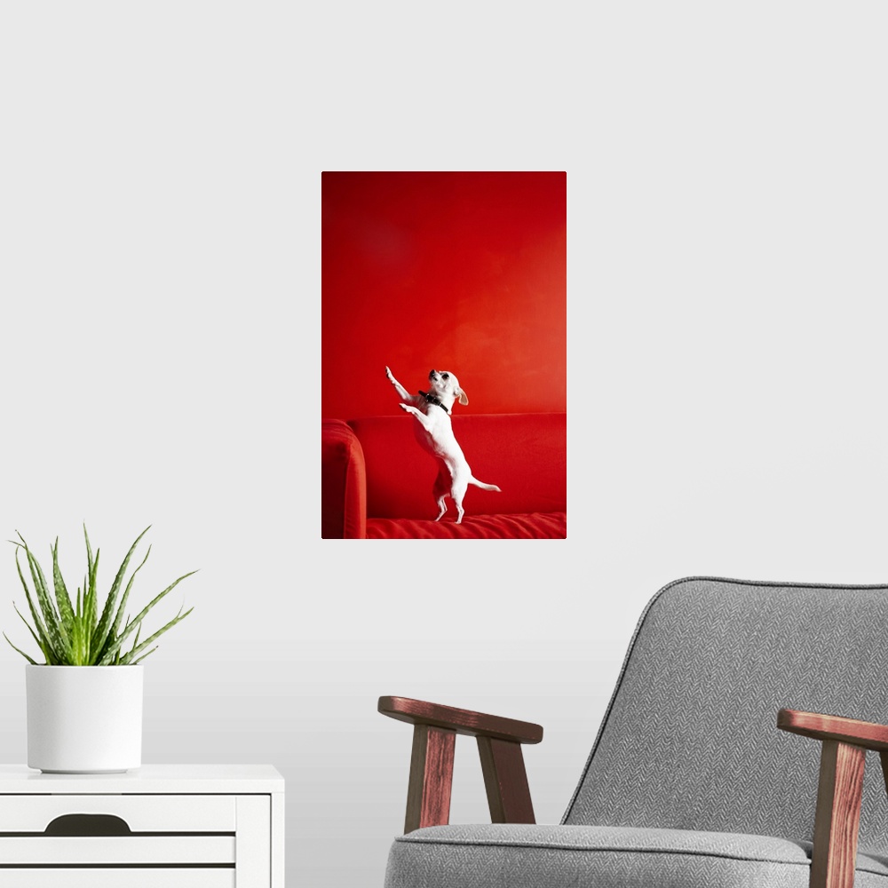 A modern room featuring Begging Chihuahua standing on red sofa