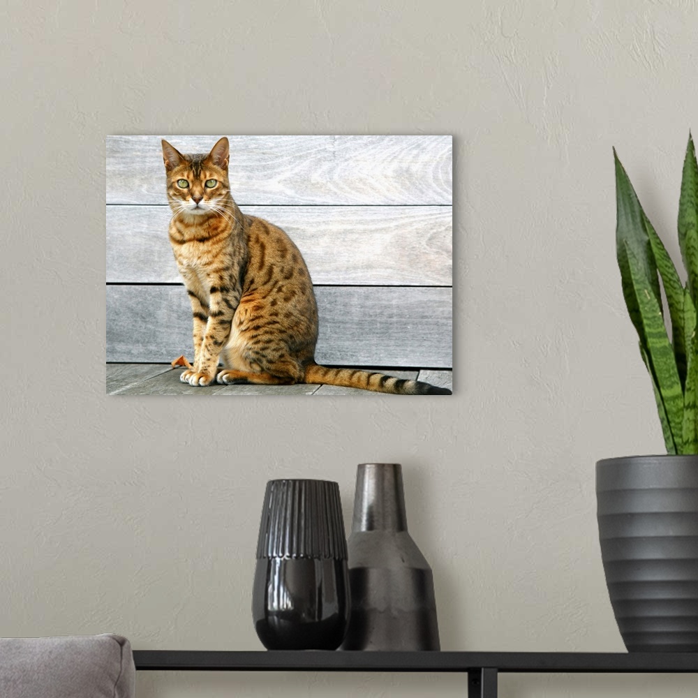 A modern room featuring Bengal cat sitting on weathered deck.