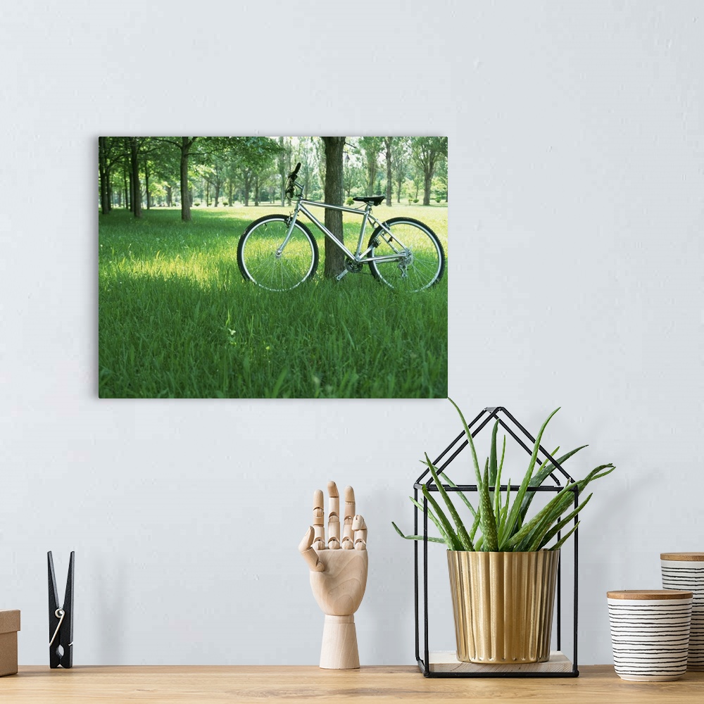 A bohemian room featuring Bicycle in shade of tree