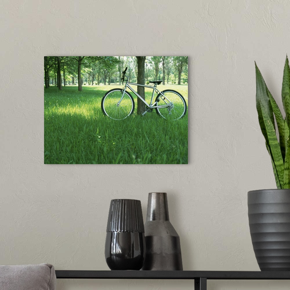 A modern room featuring Bicycle in shade of tree