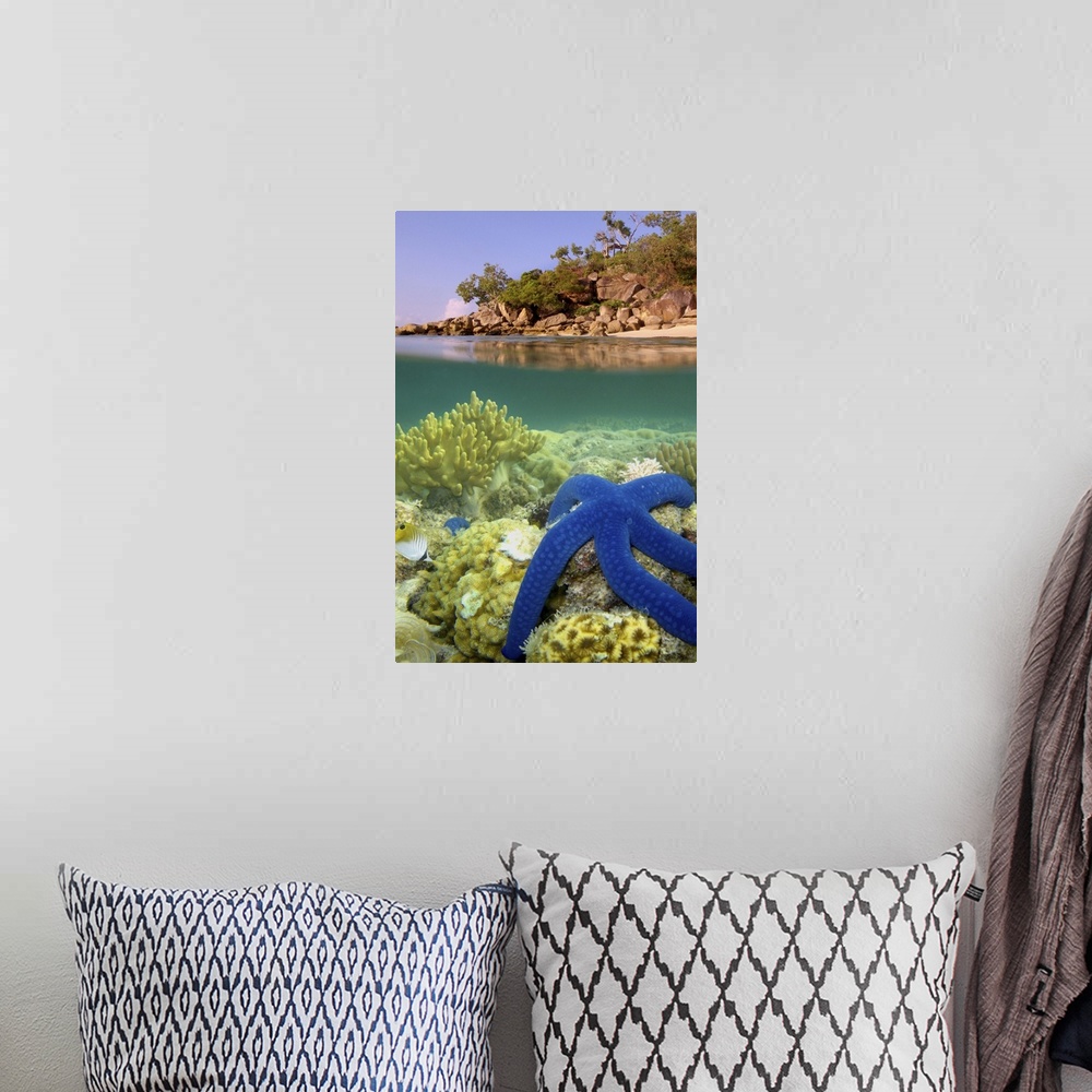 A bohemian room featuring Big blue star fish at shoreline of Lizard Island.