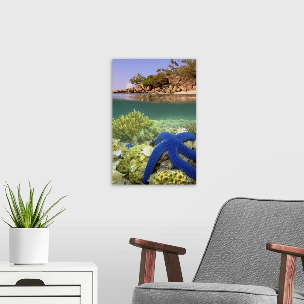 A modern room featuring Big blue star fish at shoreline of Lizard Island.