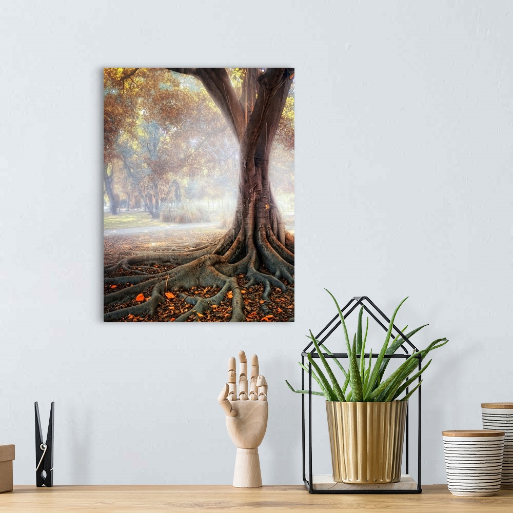 A bohemian room featuring Big tree root in fog.