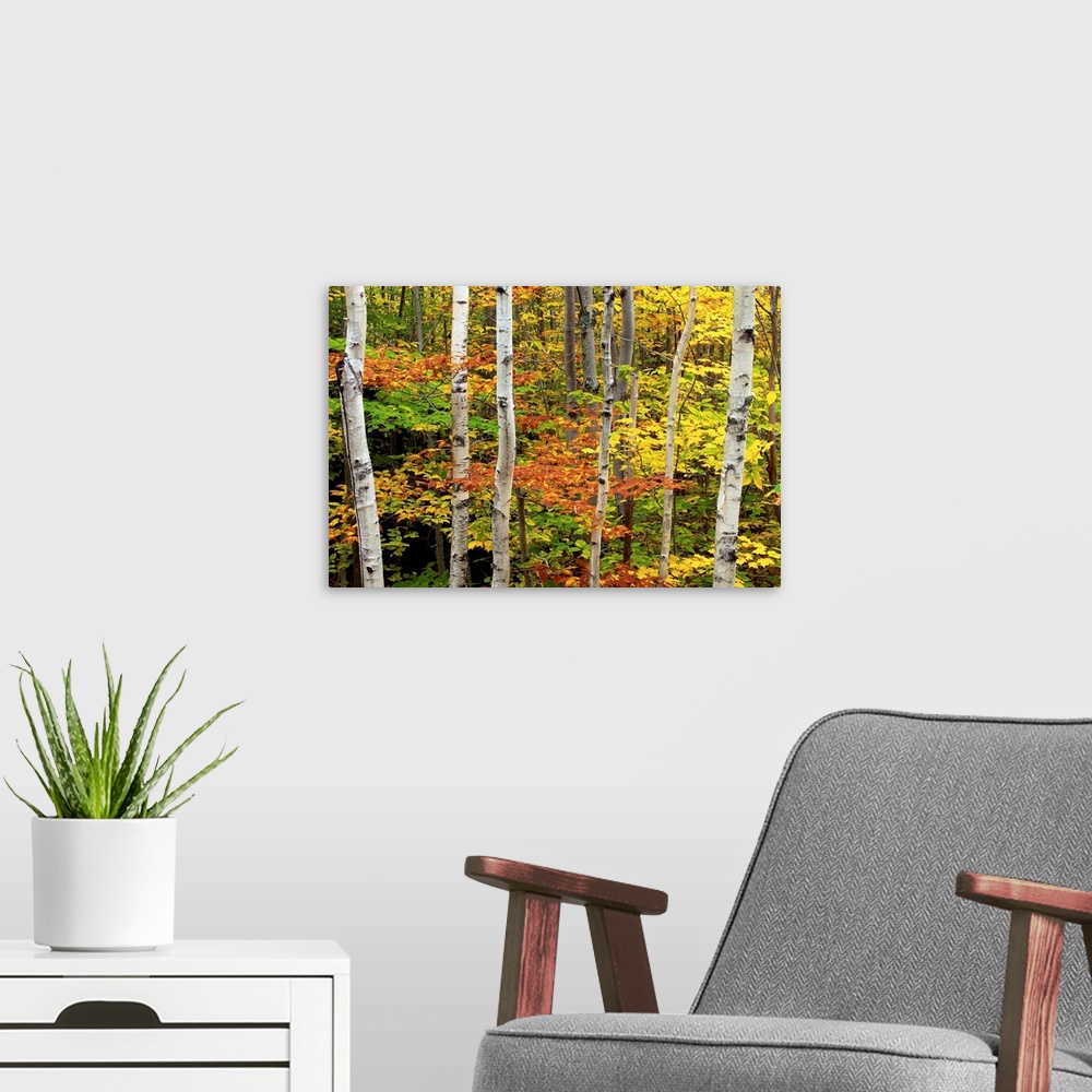 A modern room featuring Birch And Maple Trees In Autumn