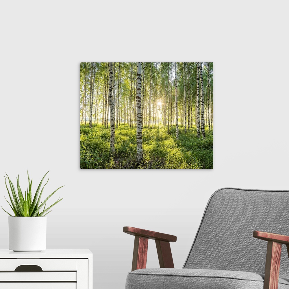 A modern room featuring Birch Forest