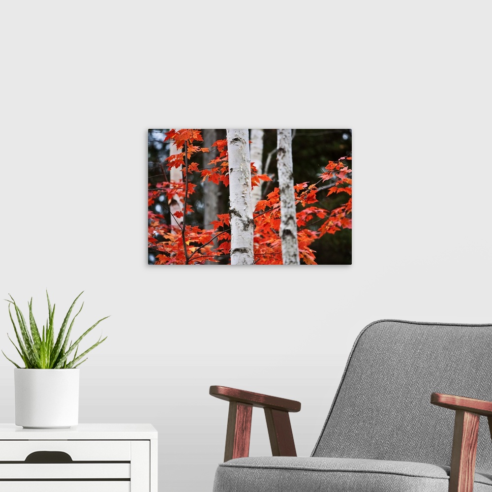 A modern room featuring Birch trees in the woods of Maine, framed by red leaves from a Maple tree in full Fall colors.