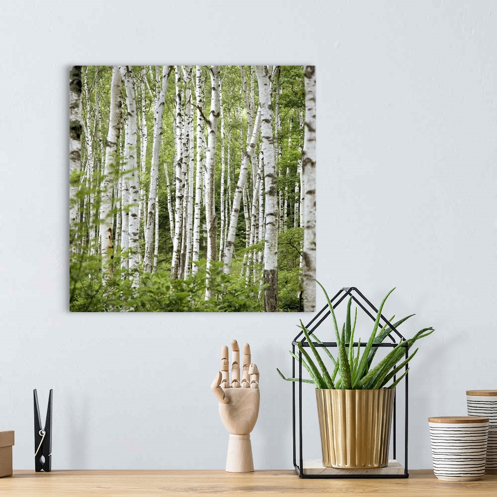 A bohemian room featuring Square wall photo art of trees in a Japanese forest.