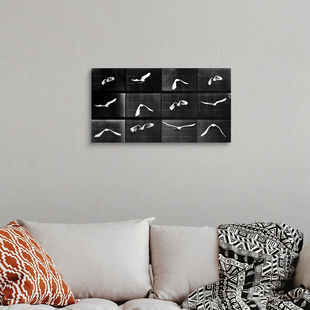 A bohemian room featuring A bird flies in a series of photographs depicting motion.
