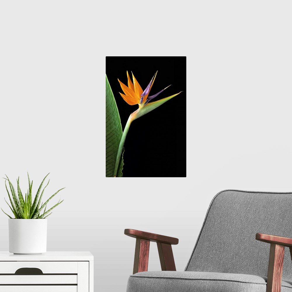 A modern room featuring Bird of Paradise