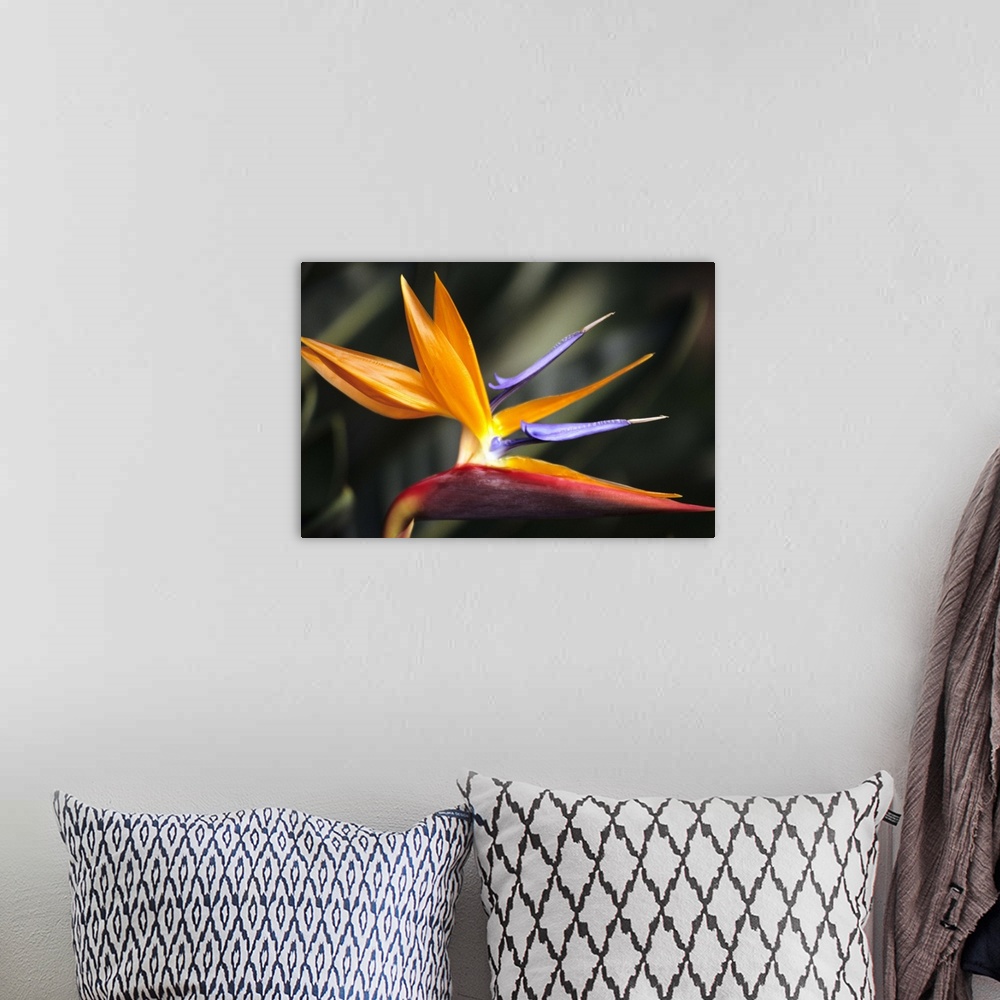 A bohemian room featuring Close-up side view of single Bird of Paradise (Strelitzia reginae) flower on plant.