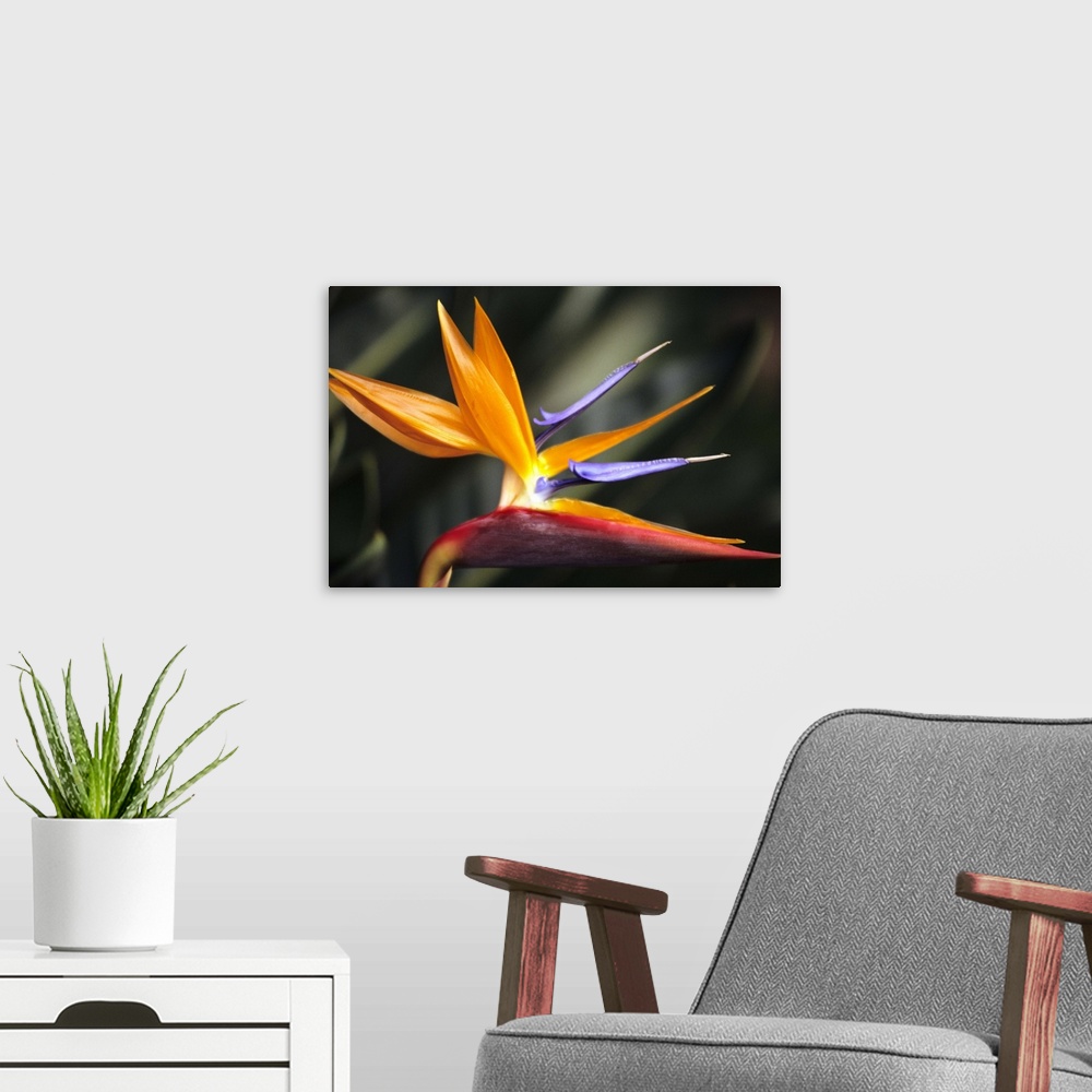 A modern room featuring Close-up side view of single Bird of Paradise (Strelitzia reginae) flower on plant.