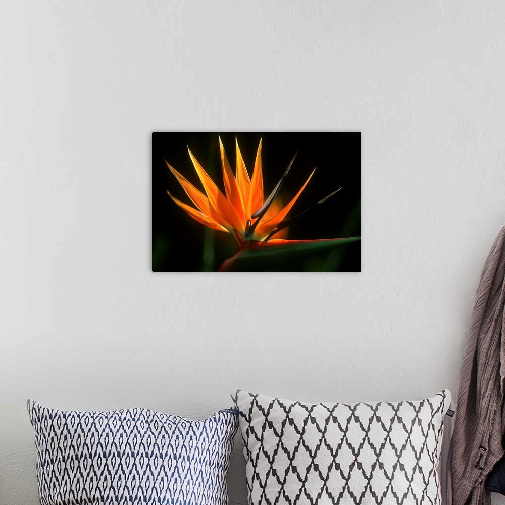 A bohemian room featuring Bird Of Paradise Flower