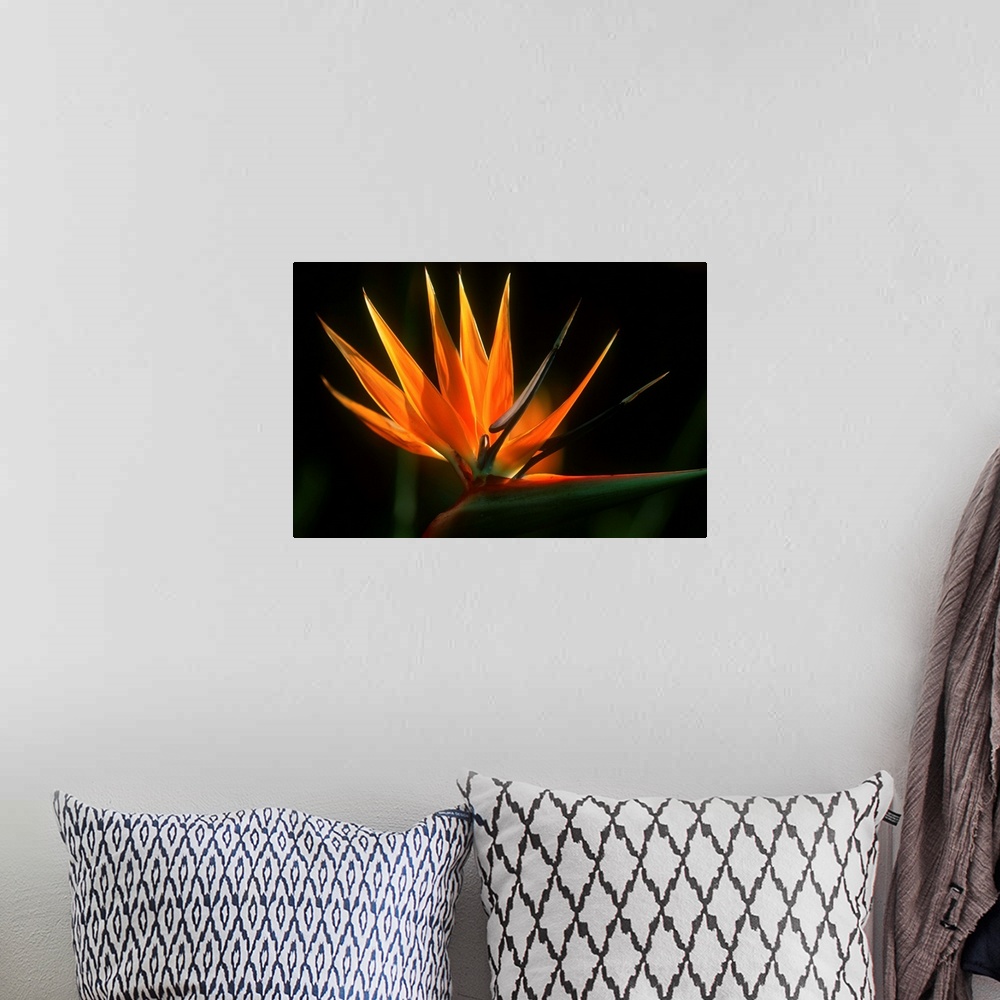 A bohemian room featuring Bird Of Paradise Flower