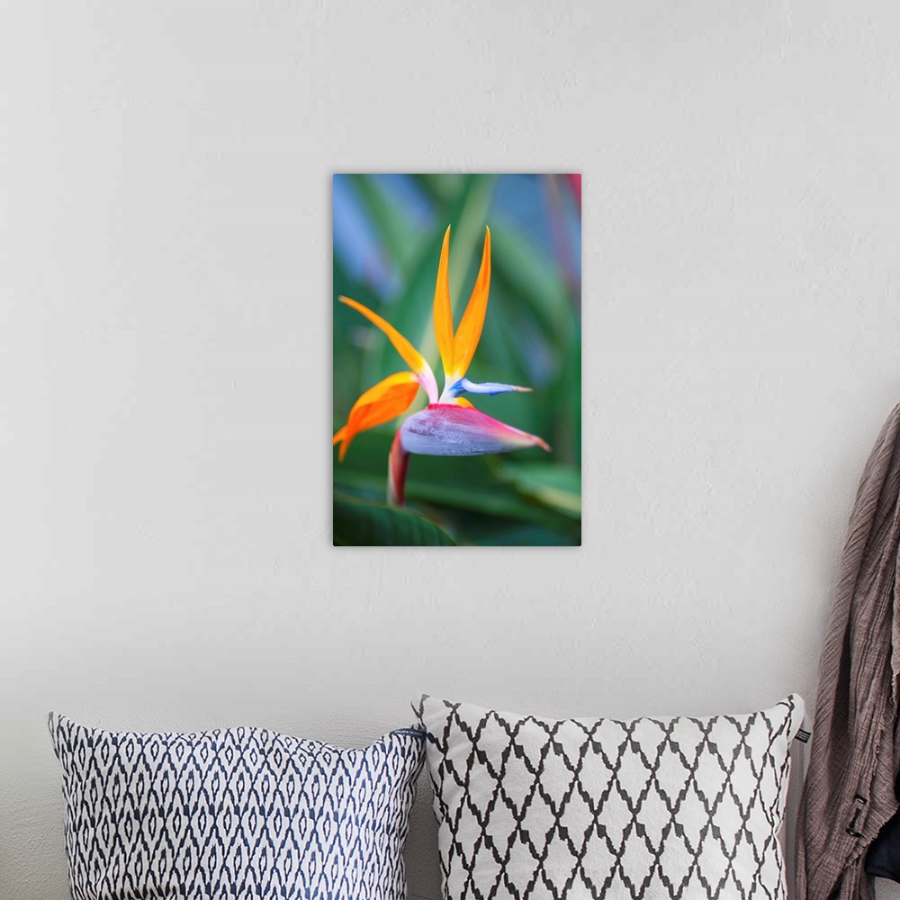 A bohemian room featuring Bird-Of-Paradise Flower On Maui