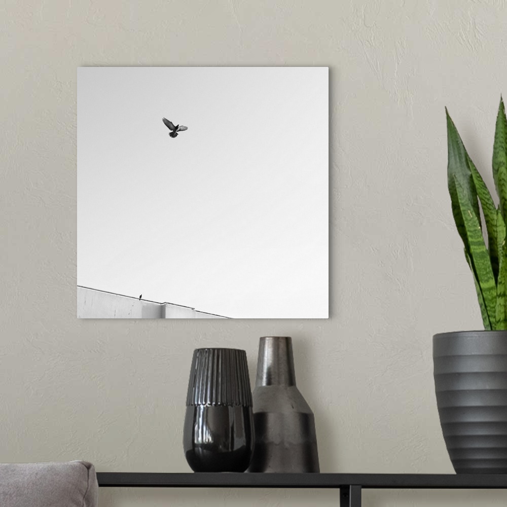 A modern room featuring Birds flying in the sky,  Black and White Photos.