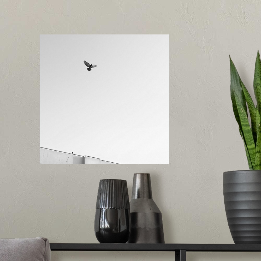 A modern room featuring Birds flying in the sky,  Black and White Photos.