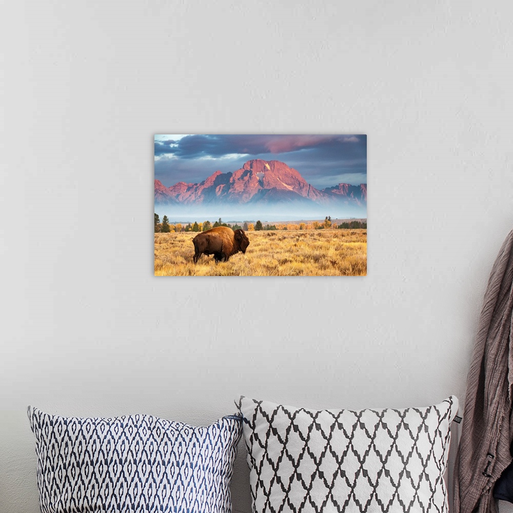 A bohemian room featuring A bison stands in front of Mount Moran, north of Jackson Hole, Wyoming.