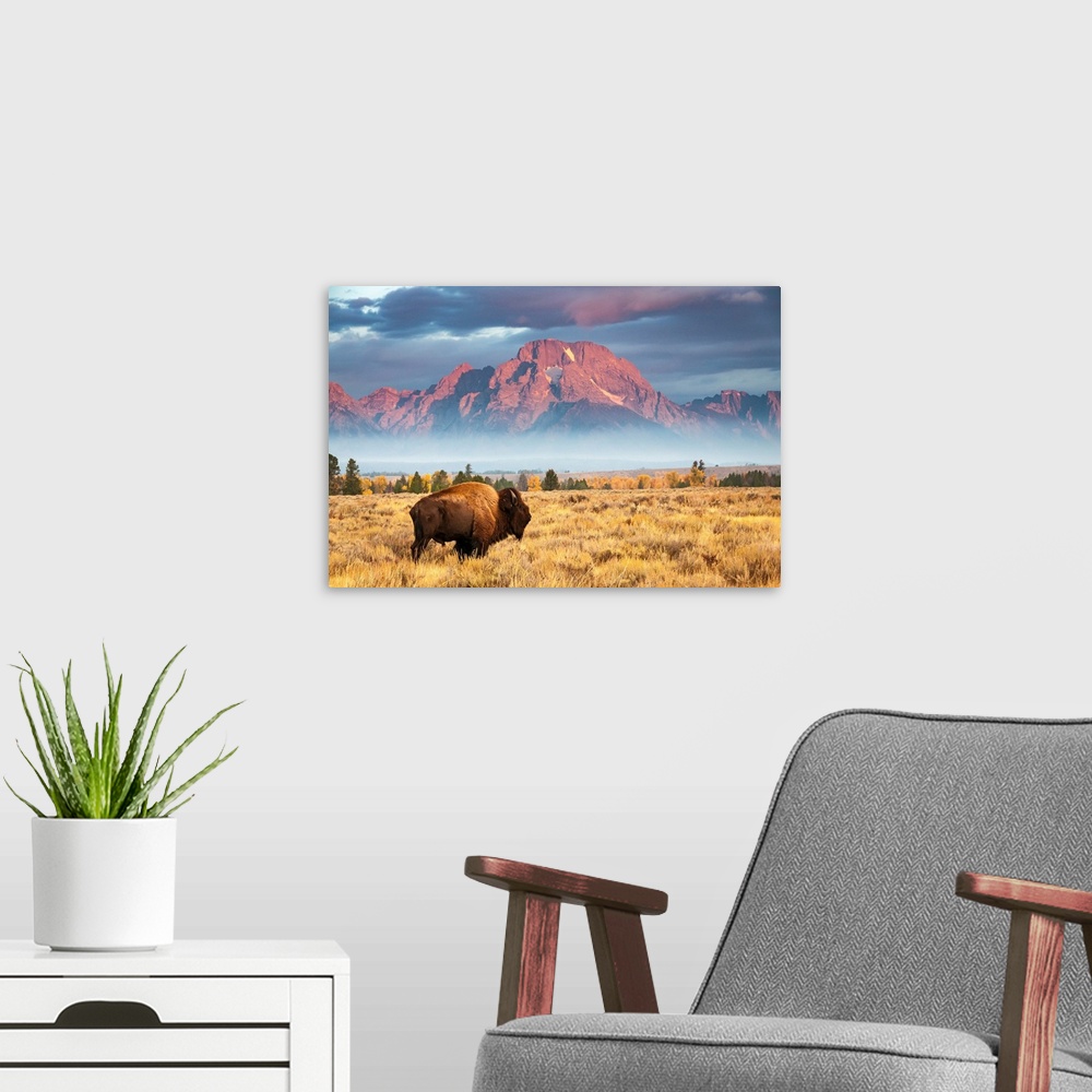 A modern room featuring A bison stands in front of Mount Moran, north of Jackson Hole, Wyoming.