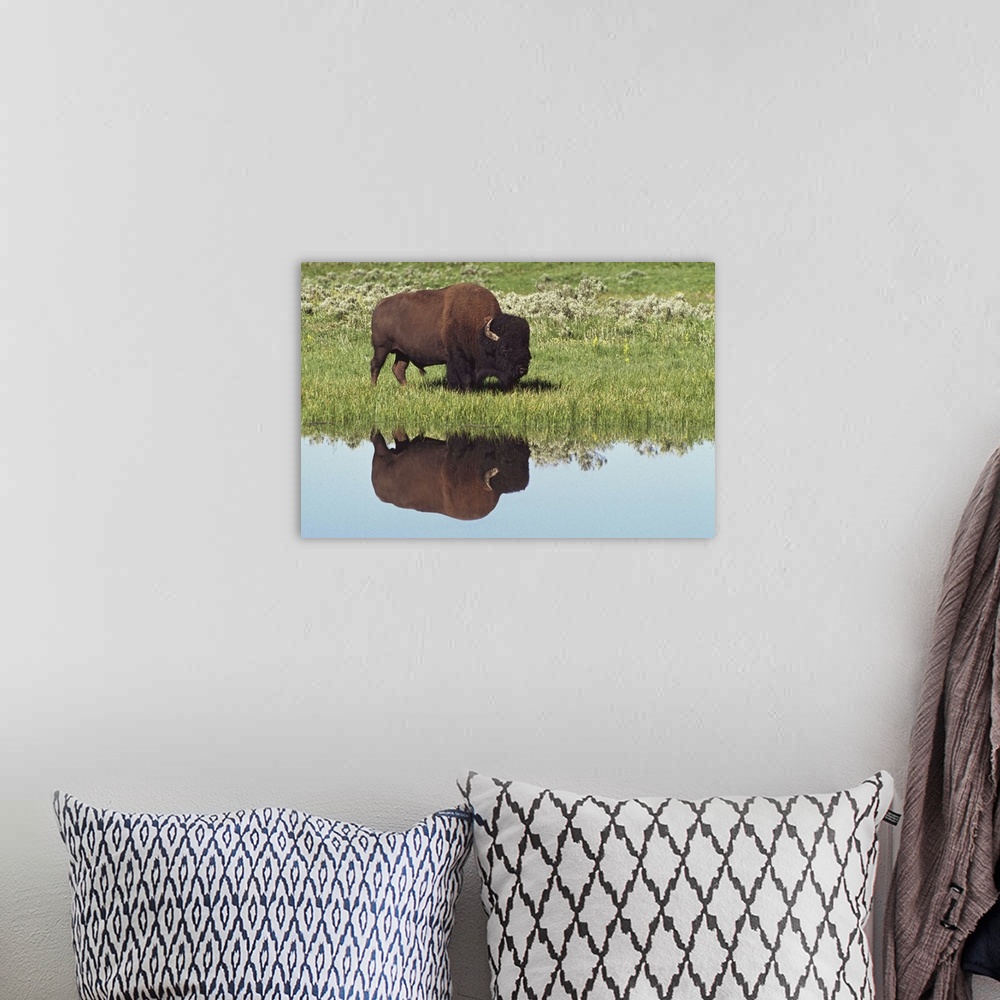 A bohemian room featuring Bison (Bison Bison) On Grassy Meadow With Reflection In Pool