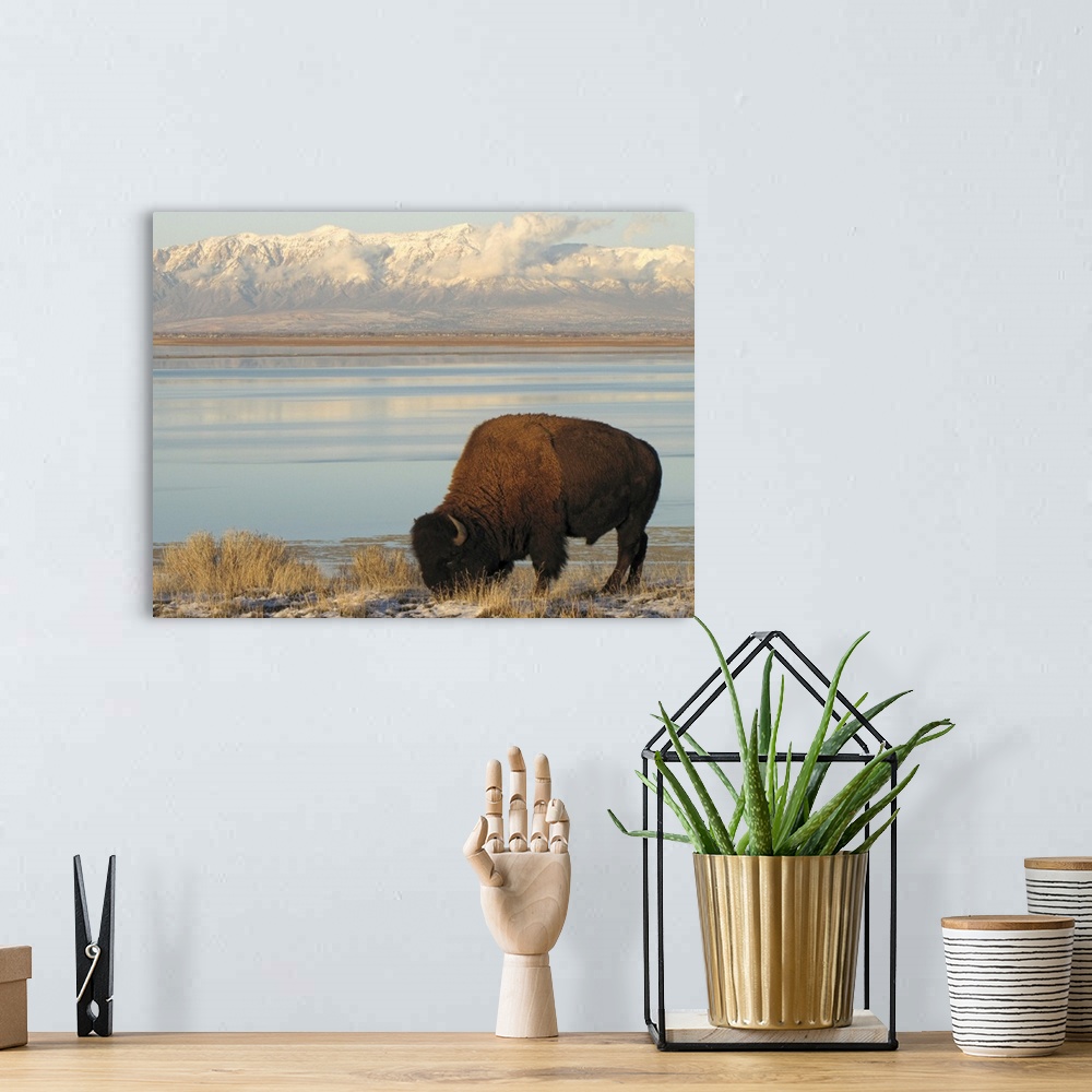 A bohemian room featuring Bison grazing in winter on Antelope Island in Great Salt Lake with snowy Wasatch Mountains in bac...