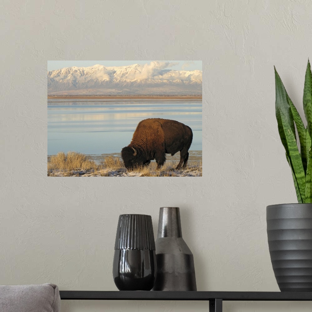 A modern room featuring Bison grazing in winter on Antelope Island in Great Salt Lake with snowy Wasatch Mountains in bac...
