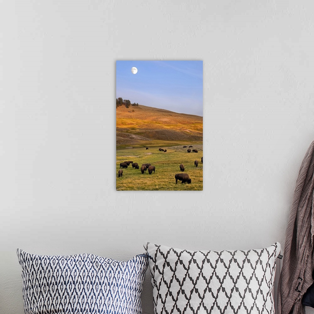 A bohemian room featuring Bison grazing on hill at Hayden Valley, Moonrise, Yellowstone National Park, WY.