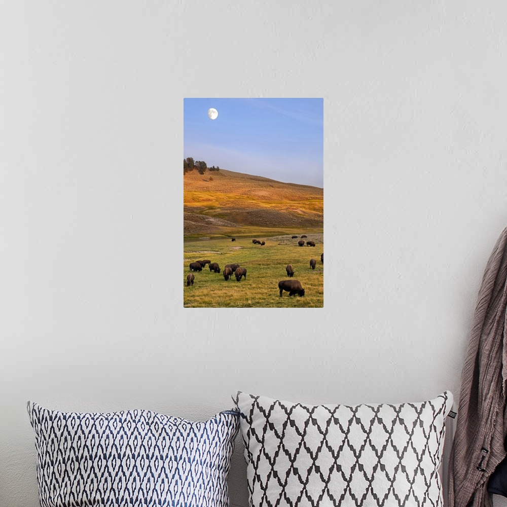 A bohemian room featuring Bison grazing on hill at Hayden Valley, Moonrise, Yellowstone National Park, WY.