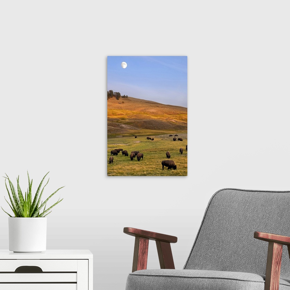 A modern room featuring Bison grazing on hill at Hayden Valley, Moonrise, Yellowstone National Park, WY.