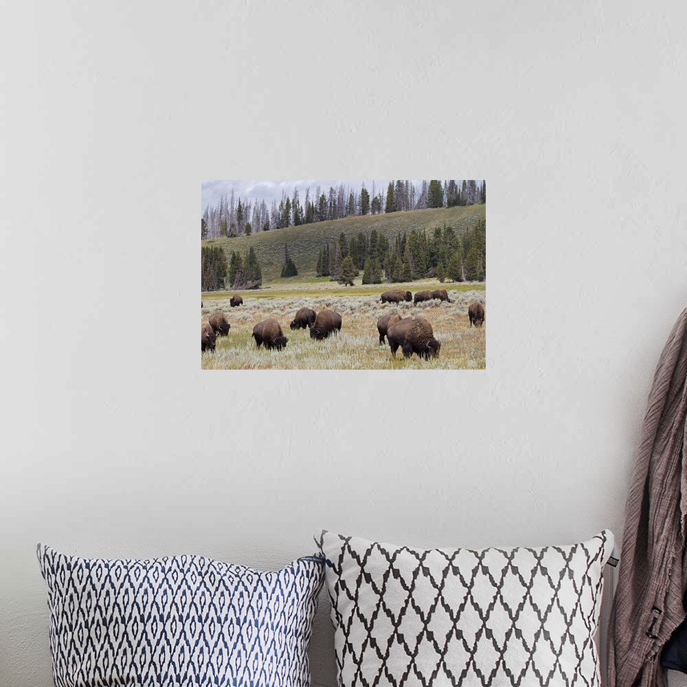 A bohemian room featuring Bison in the Hayden Valley of Yellowstone National Park.