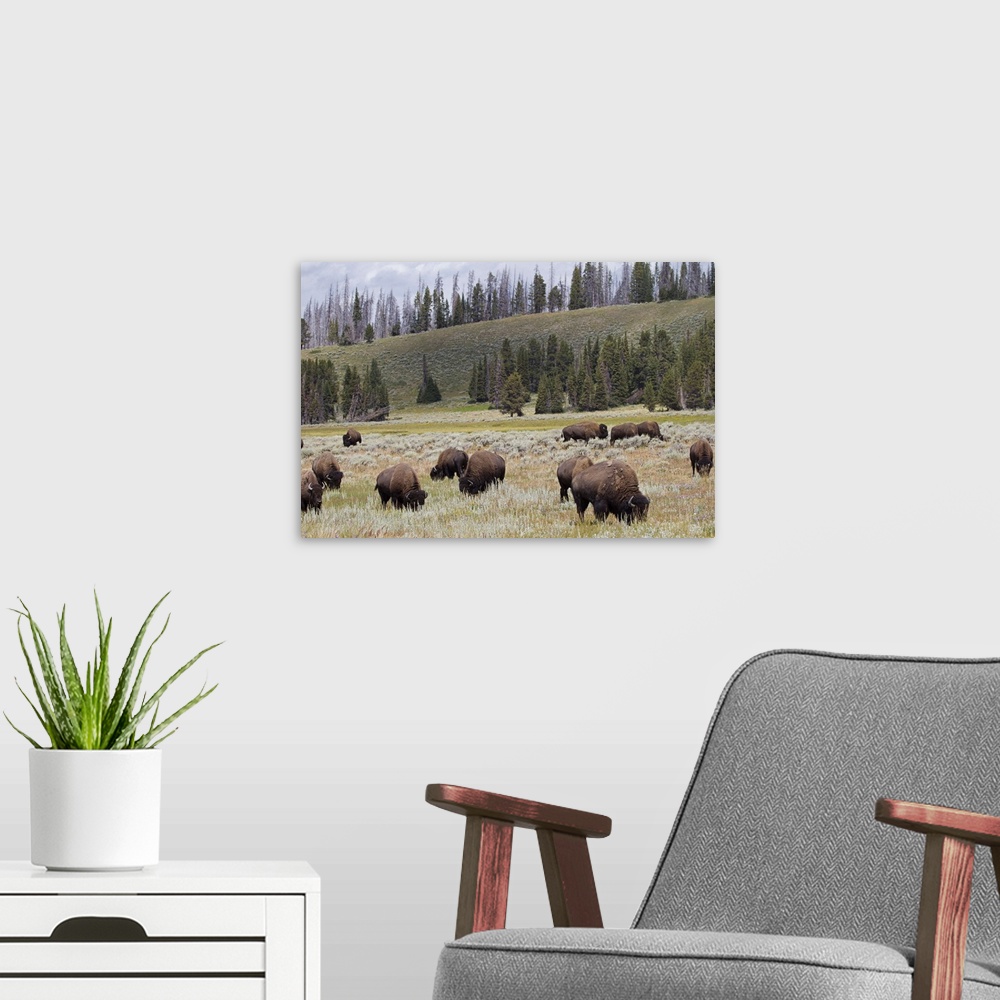 A modern room featuring Bison in the Hayden Valley of Yellowstone National Park.